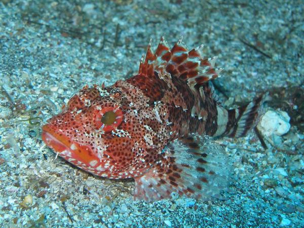 Scorpionsfisch in La Gomera