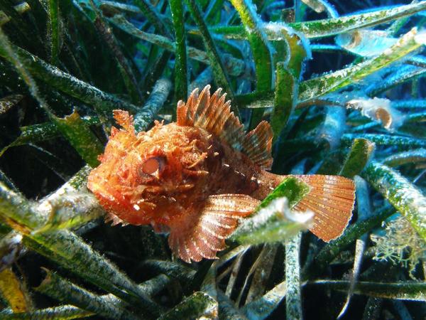 Scorpionsfisch im Mittelmeer