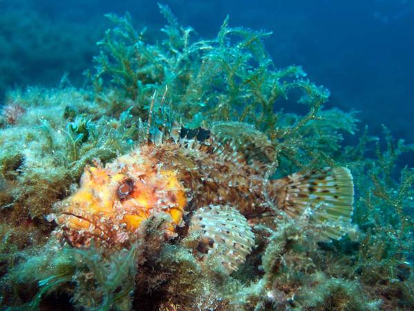 Drachenkopf im Mittelmeer