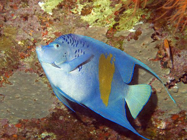 Arabischer Kaiserfisch im Roten Meer