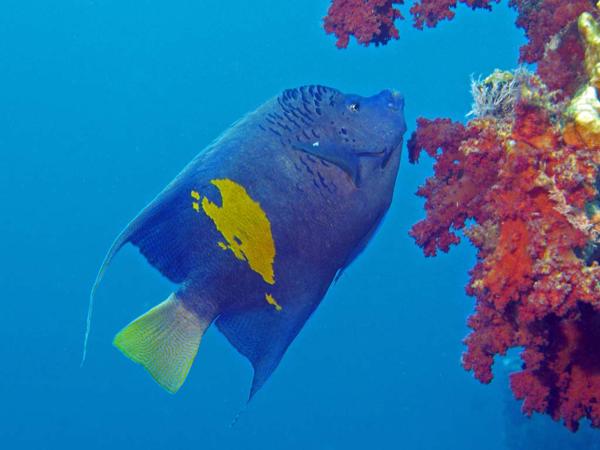 Arabischer Kaiserfisch im Roten Meer