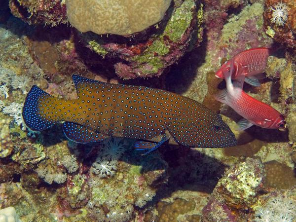 Juwelenbarsch im Roten Meer