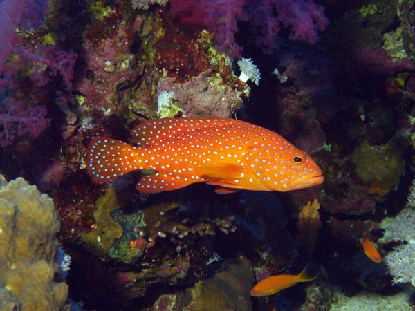 Juwelenbarsch im Roten Meer