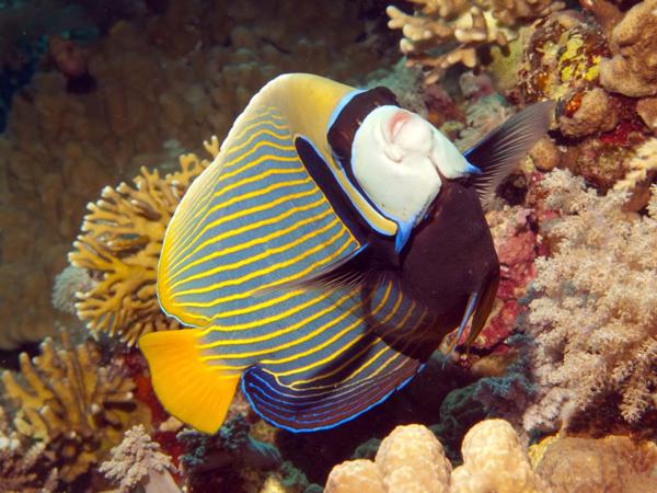 Kaiserfisch im Roten Meer