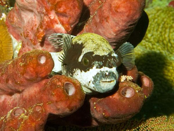 Maskenkugelfisch im Roten Meer