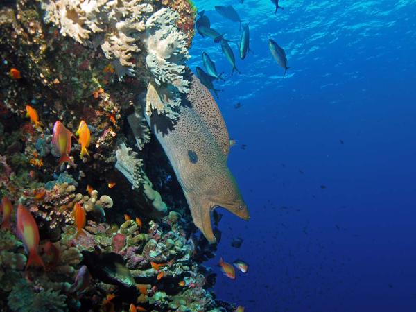 Muräne im Roten Meer