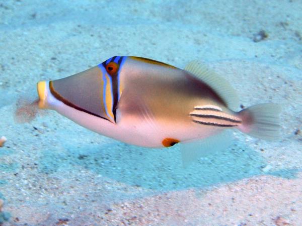 Picassodrückerfisch im Roten Meer