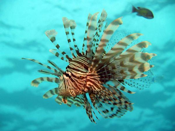 Rotmeerfeuerfisch im Roten Meer