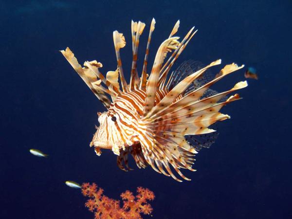 Rotmeerfeuerfisch im Roten Meer