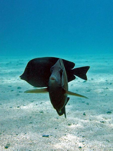 Segelflossendoktor im Roten Meer