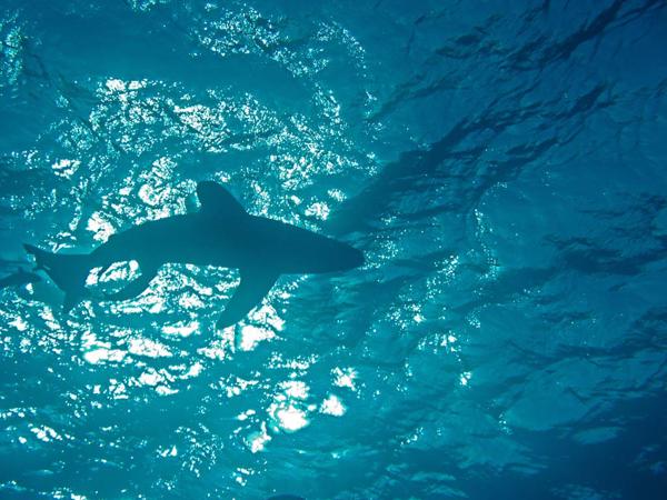 Longimanus Rotes Meer