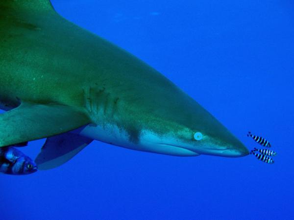 Longimanus Rotes Meer