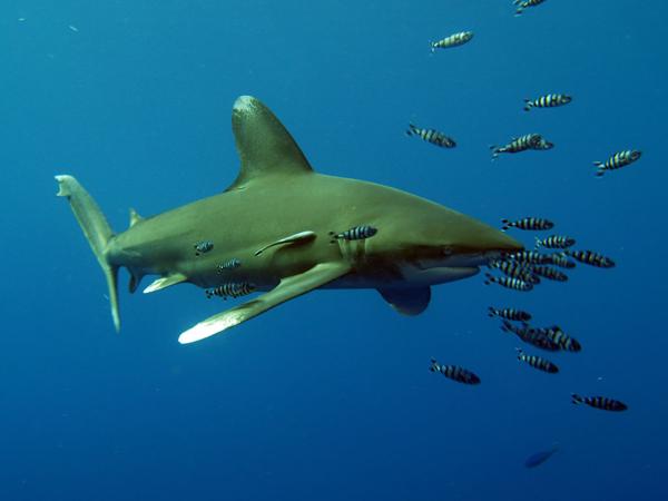 Longimanus Rotes Meer