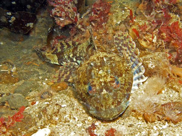 Mittelfart Ostsee Scorpionsfisch