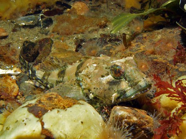 Mittelfart Ostsee Scorpionsfisch