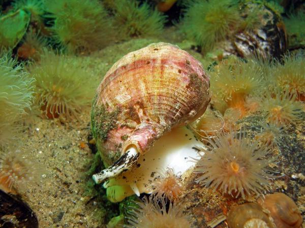 Ostsee Fassschnecke