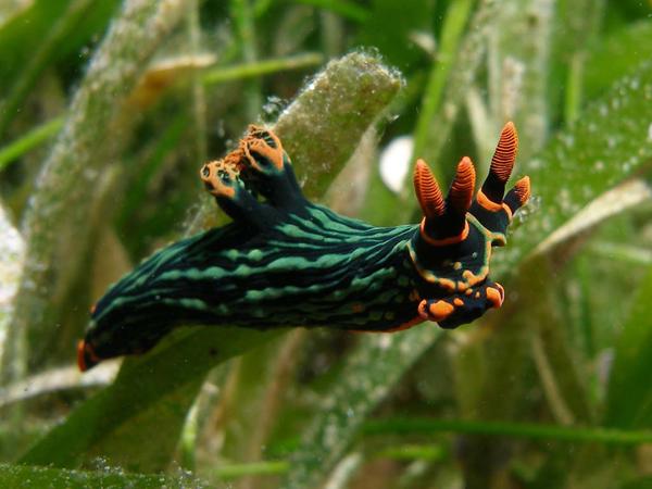 Philippinen Sternschnecke