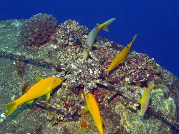 Rotes Meer Giannes D