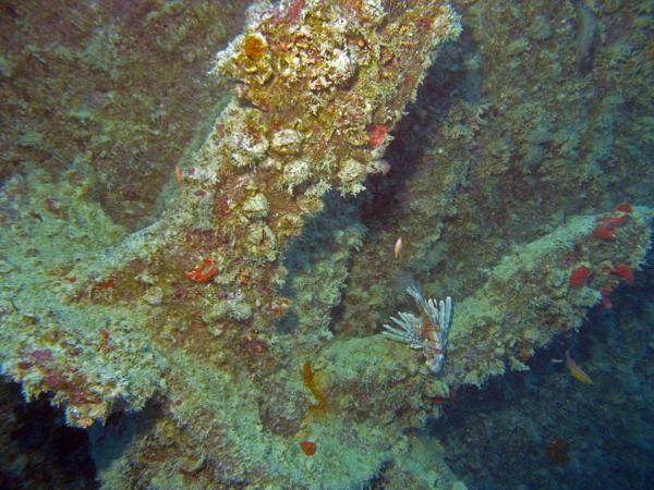 Rotes Meer Rosalie Moller Anker