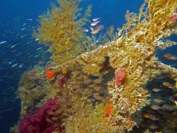 Rotes Meer Rosalie Moller Reling